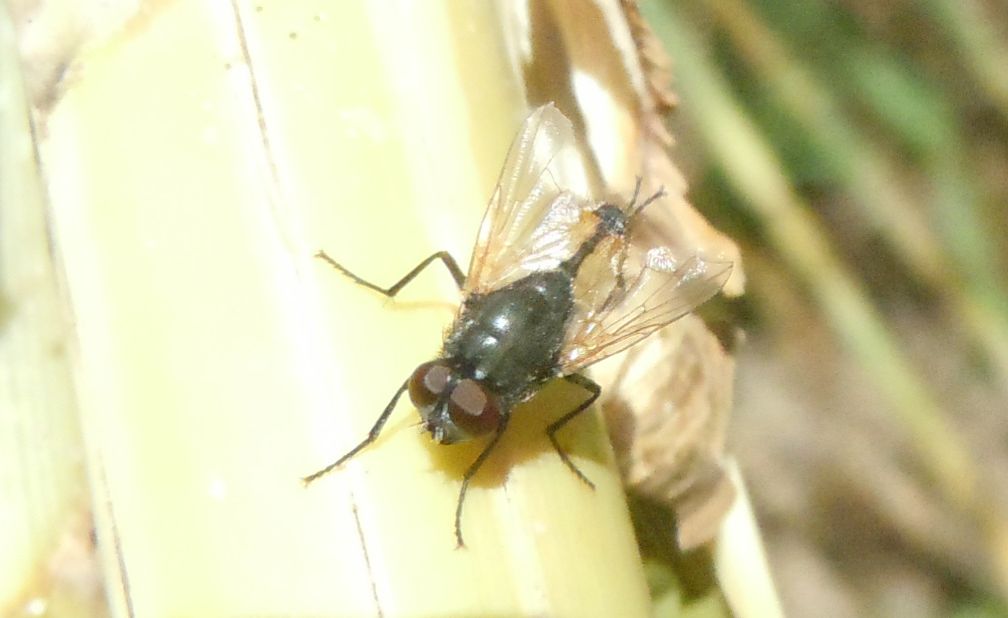 Muscidae